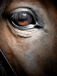 Equus Poster Image
