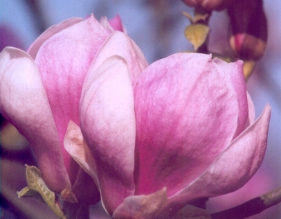 Steel Magnolias poster image